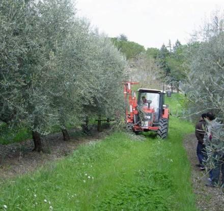 Oliveto intensivo di 20 anni allevato a monocono sottoposto a potatura meccanica con potatrice Tanesini