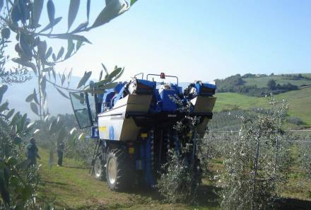 Raccolta meccanica con vendemmiatrice Braud in oliveto cv FS-17 al 4Â° anno d'impianto