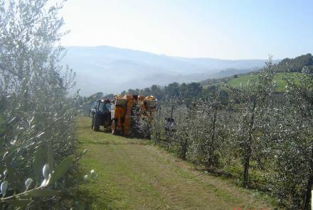 Raccolta meccanica con scavallatrice trainata Gregoire in oliveto ad alta densitÃ  della cv FS -17 al 4Â° anno d'impianto