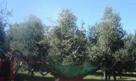 Raccolta con macchina combinata vibratore del tronco e ombrello intercettatore della ditta Berardinucci
