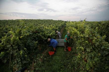 Vendemmia all'alba