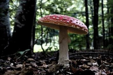 Amanita Muscaria