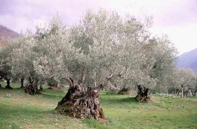 Pianta secolare di Rotondella (foto del Prof. G. Pugliano)