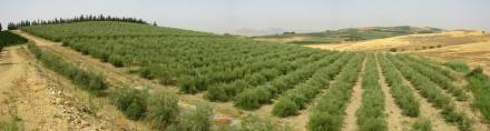 Distesa olivetata, un impianto razionale e moderno presso l'azienda Arcoria