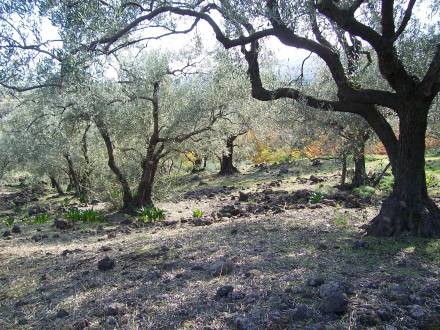 A proposito di olivicoltura eroica.