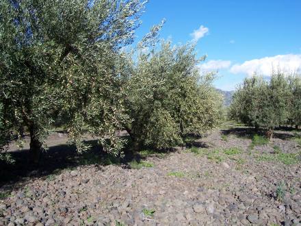 Pietraia e Biancollilla