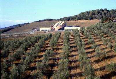 Alcuni oliveti dell'azienda