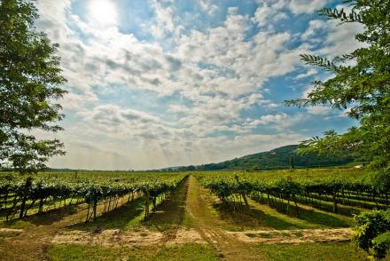 Vigneto in terra di Valpolicella