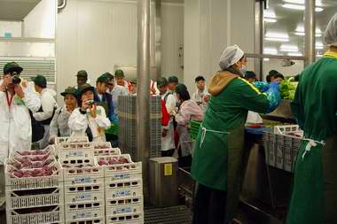 Lavorazione per la IV gamma: sala di lavorazione del radicchio. Foto di Silvana Nicola. Azienda Agricola Mioorto s.r.l.<br />

