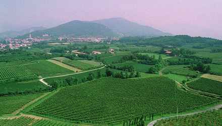 Vigneti in Franciacorta - Foto AgorÃ 