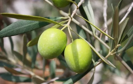 Assoprol a TuttoFood: valore aggiunto con l'olio Dop Umbria