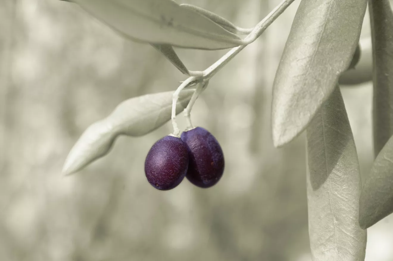 OliveA, l'associazione che difende l'olivicoltura tradizionale spagnola