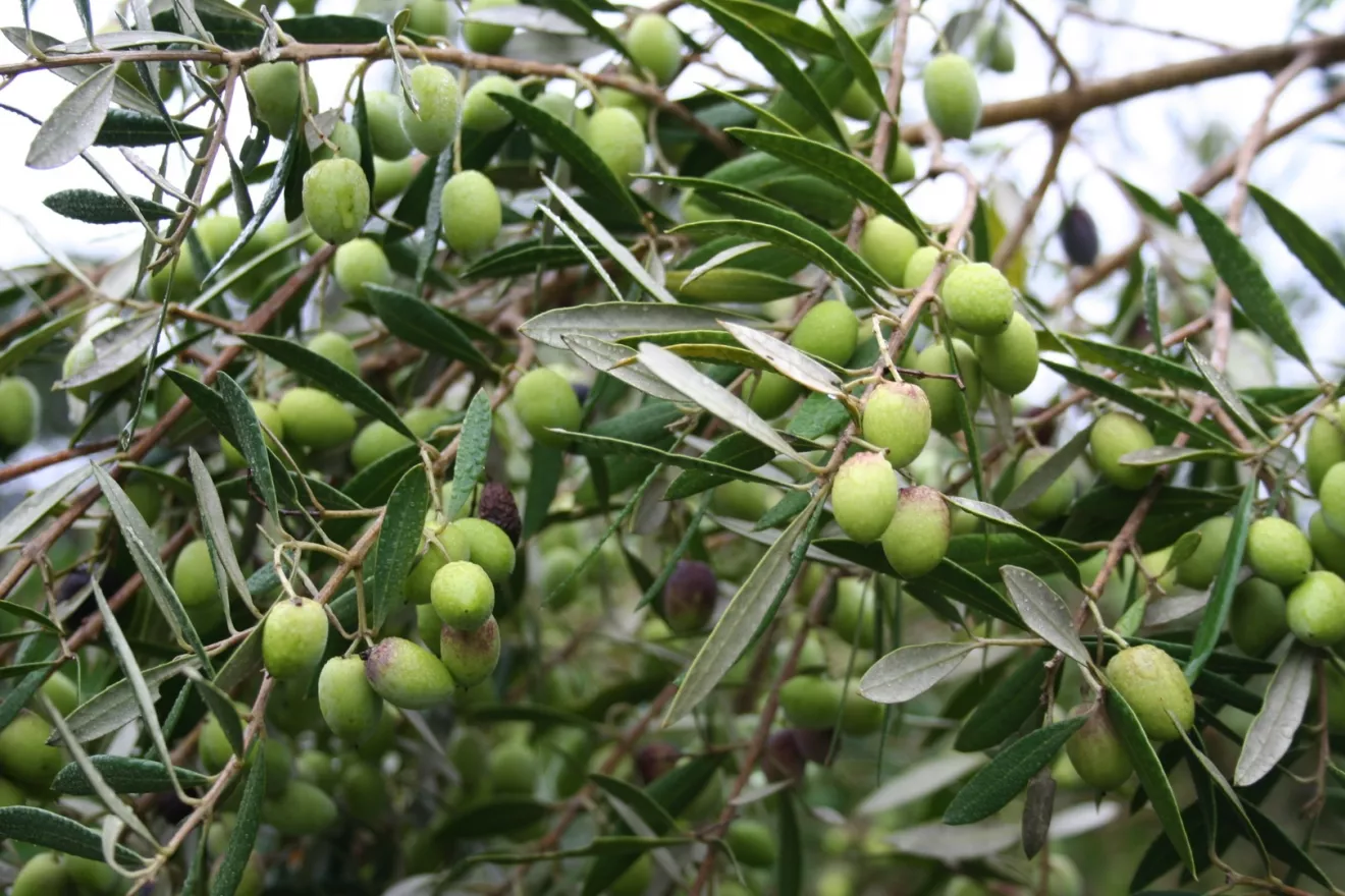 La fertilizzazione fogliare con acidi umici e fulvici per incrementare la produttività dell'olivo