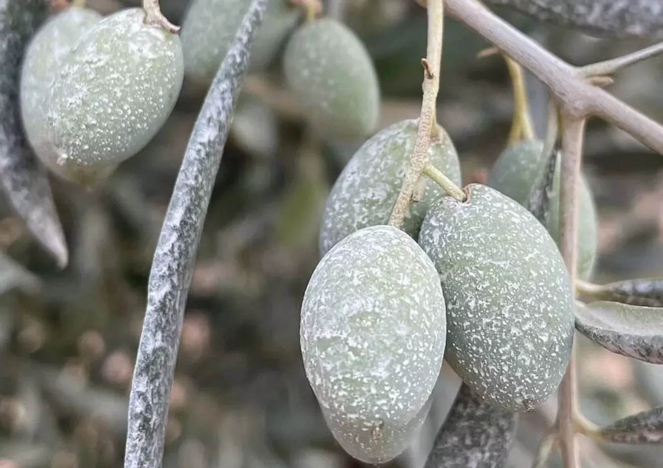 Zeoliti vulcaniche: la risposta naturale per l'olivicoltura sostenibile in condizioni di stress idrico