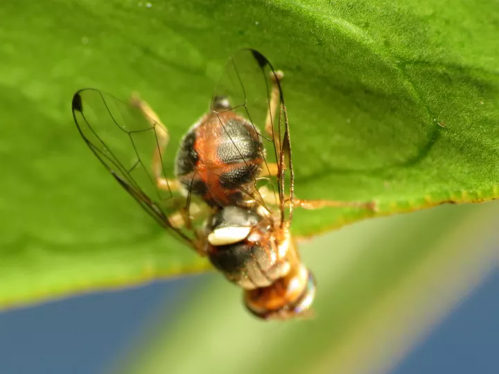 Uccelli e pipistrelli: alleati preziosi per l’olivicoltura contro la mosca delle olive
