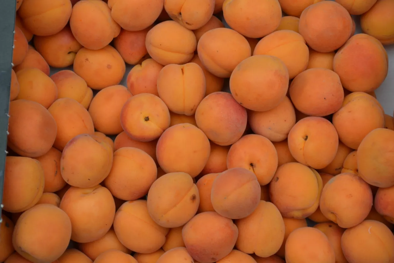 Alta la domanda di ortofrutta italiana ma i prezzi precipitano