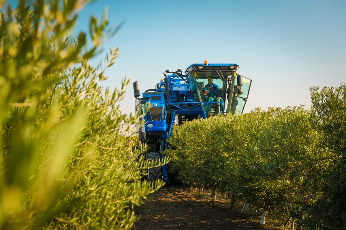 L'equilibrio tra risparmio idrico e produttività in un oliveto superintensivo