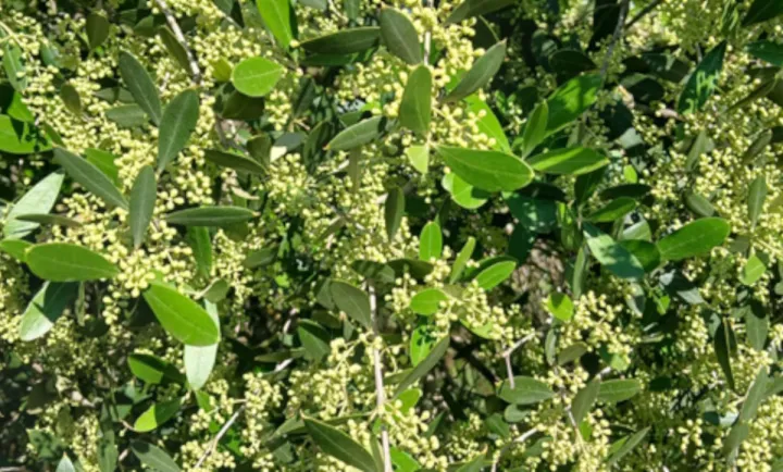 Olio d'oliva spagnolo, campagna 2025/26 sotto le attese ma prezzi ancora alti secondo il Ministero