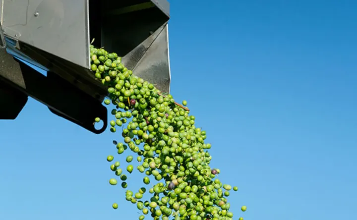 Il grido degli olivicoltori nel rapporto Voice of the Farmer 2026