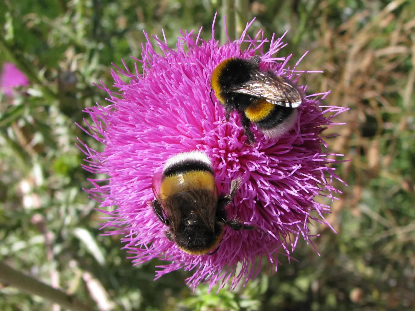 Il pesticida 