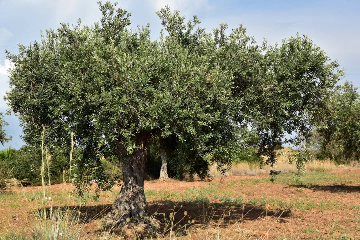 Cambiamento climatico e olivicoltura: le sfide per gli olivicoltori d'estate e in inverno