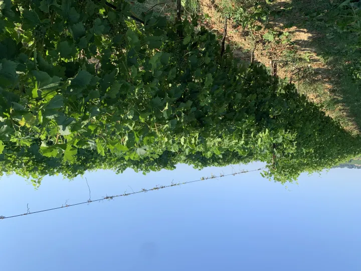 Vitivinicoltura, la sfida climatica si gioca in vigneto e in cantina