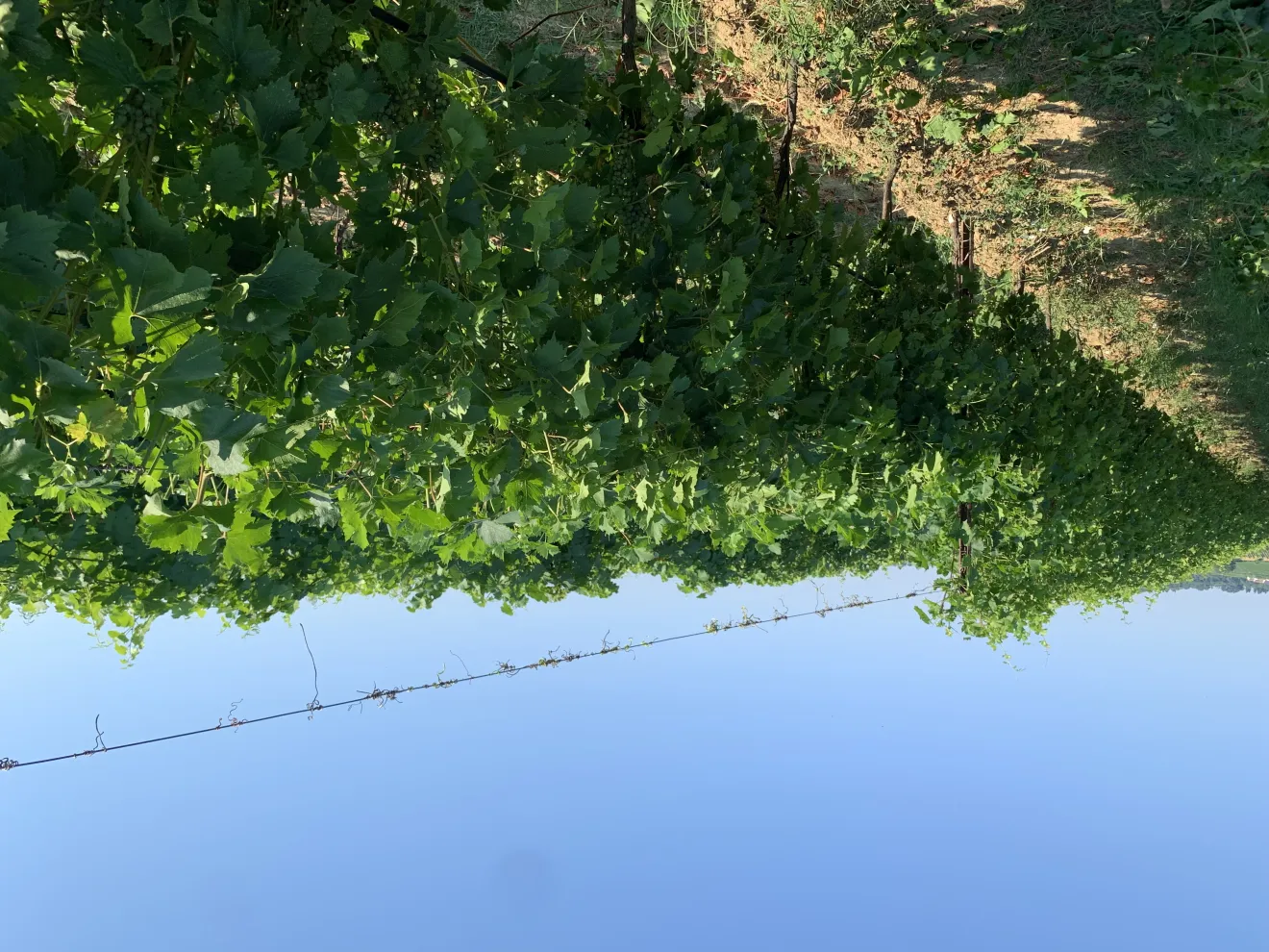 Vitivinicoltura, la sfida climatica si gioca in vigneto e in cantina