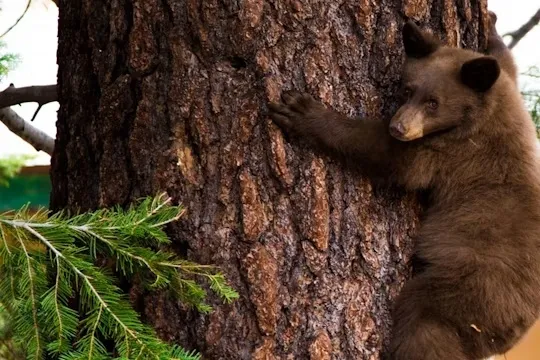 Mammoth Lakes: il grande spettacolo estivo della fauna selvatica nella Eastern Sierra californiana