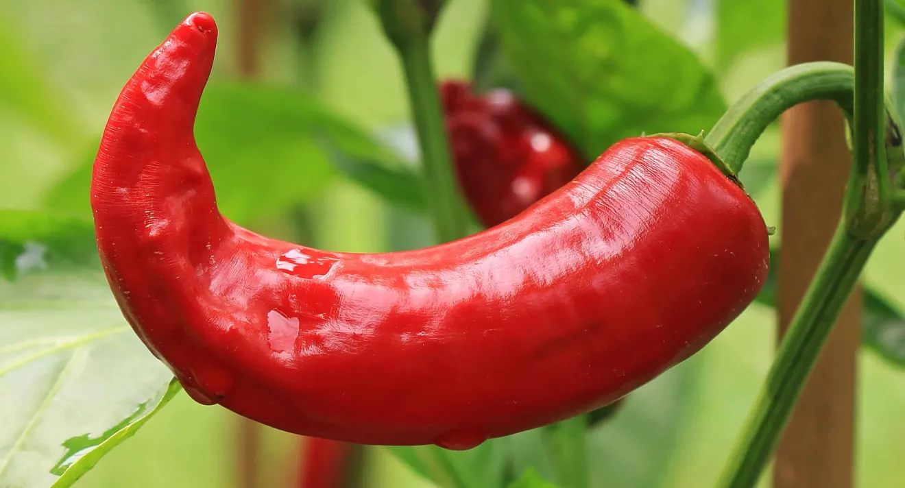 Il mercato globale del peperoncino accelera: previsto un valore di 8,75 miliardi di dollari entro il 2034