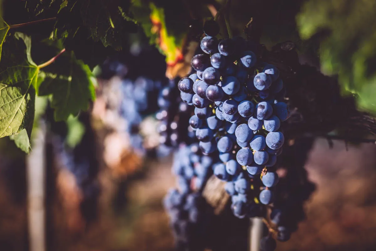 Giovani, ricerca e territori per il futuro di vino e olio di oliva italiani
