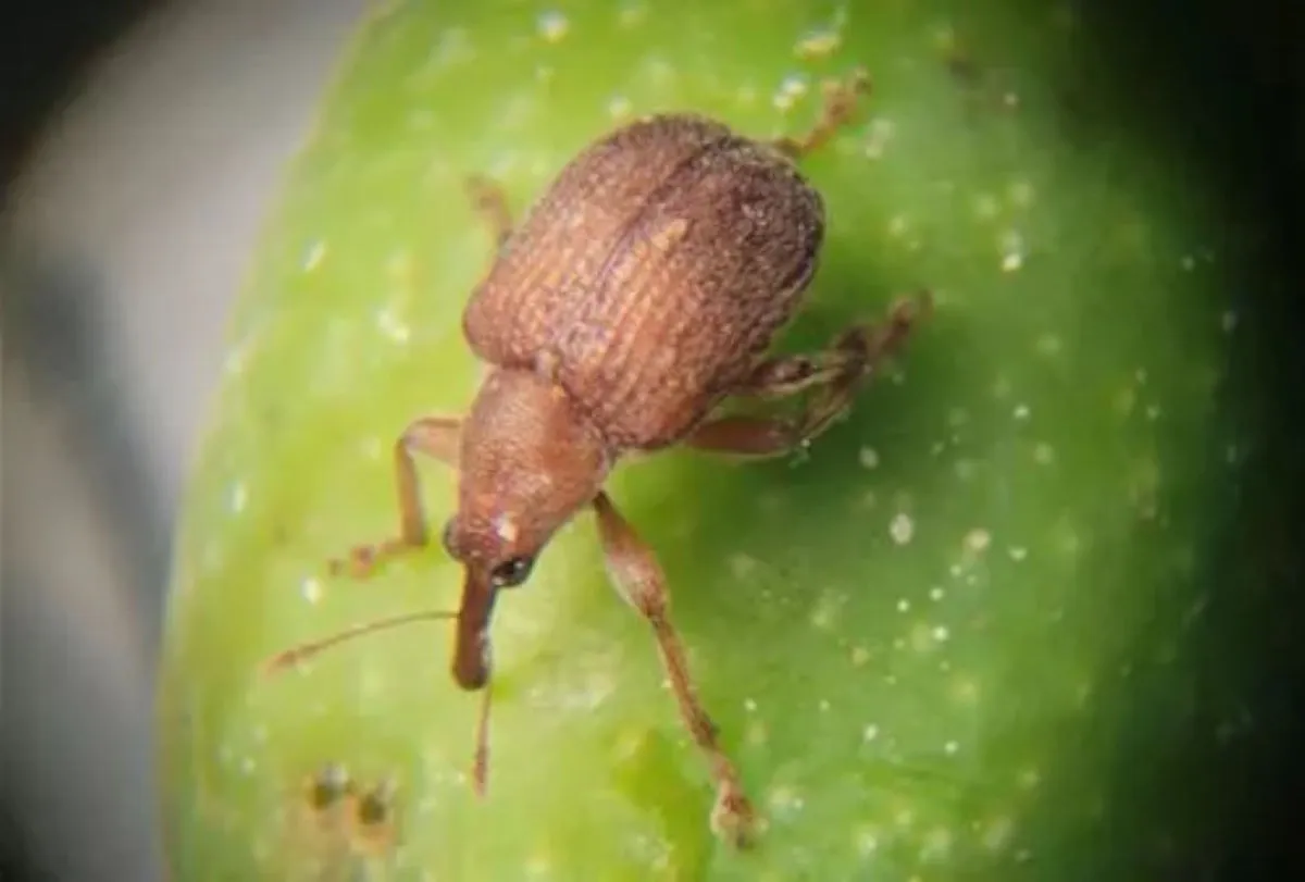 I soliti ignoti dell’oliveto: quando il nemico non è la mosca dell'olivo