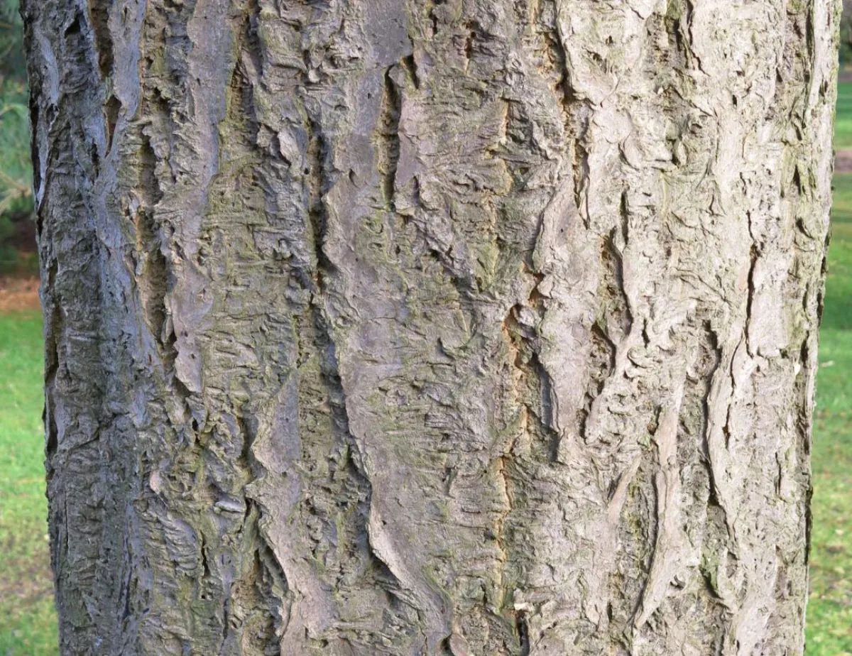Obakulactone, una molecola naturale contro l'artrite reumatoide