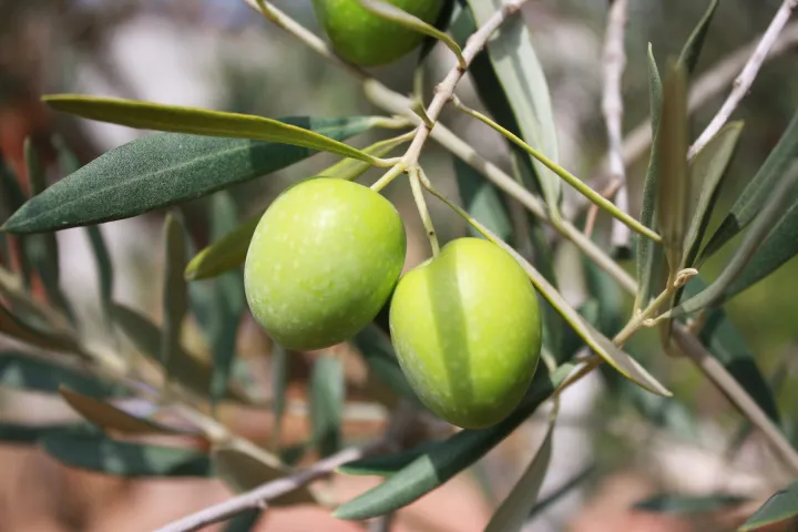 Caldo estremo e siccità frenano le previsioni sulla prossima campagna olearia in Extremadura