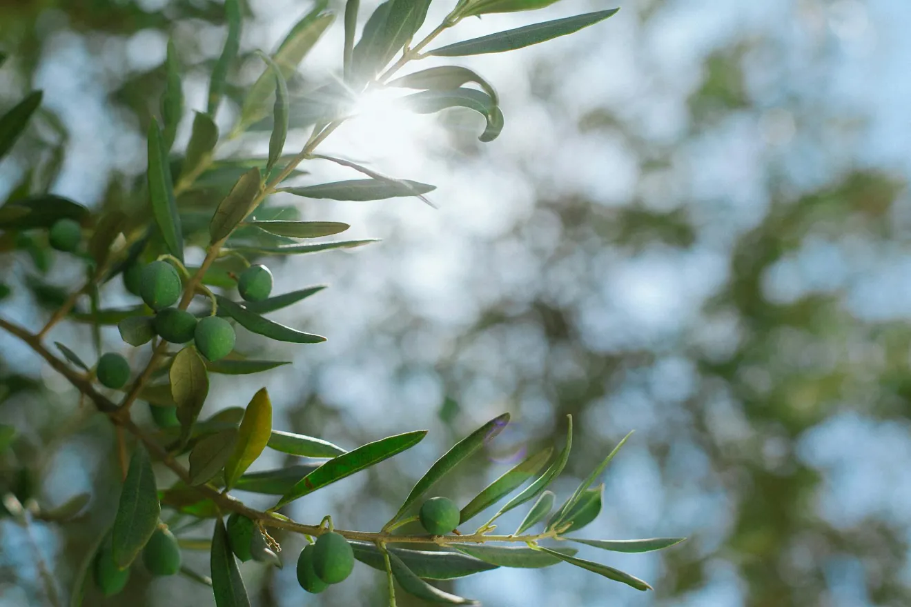 Stress idrico in oliveto: quando le foglie si riprendono ma l'olivo ne porta il segno