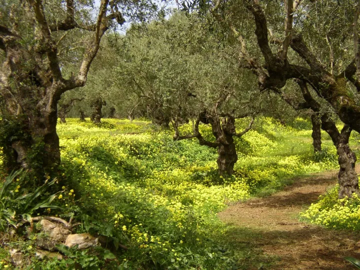 L'irrigazione deficitaria nell'oliveto: effetti sulla produzione e qualità dell'olio