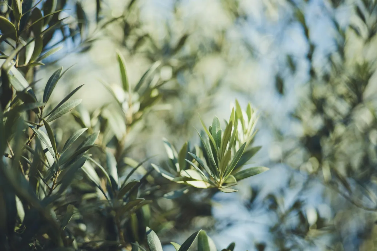 L'effetto sinergico dell'acido umico e dell'urea sulla crescita dell'olivo