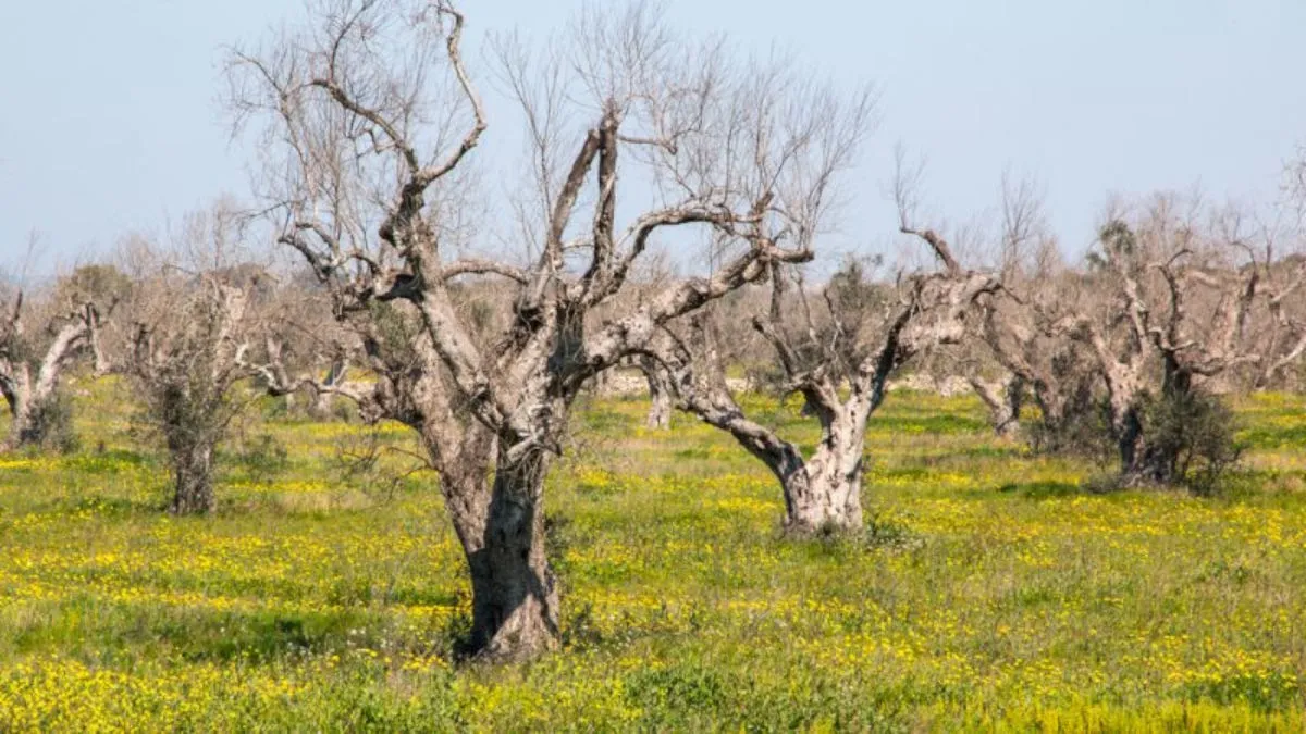 Cloni di Leccino: alla scoperta delle basi genetiche della resistenza a Xylella fastidiosa