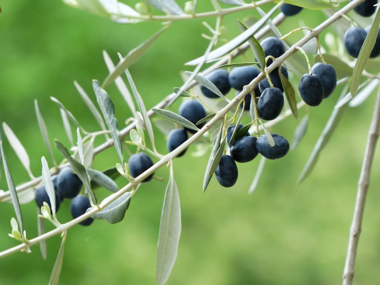 Ecco come stress idrico e caldo modificano la qualità delle olive