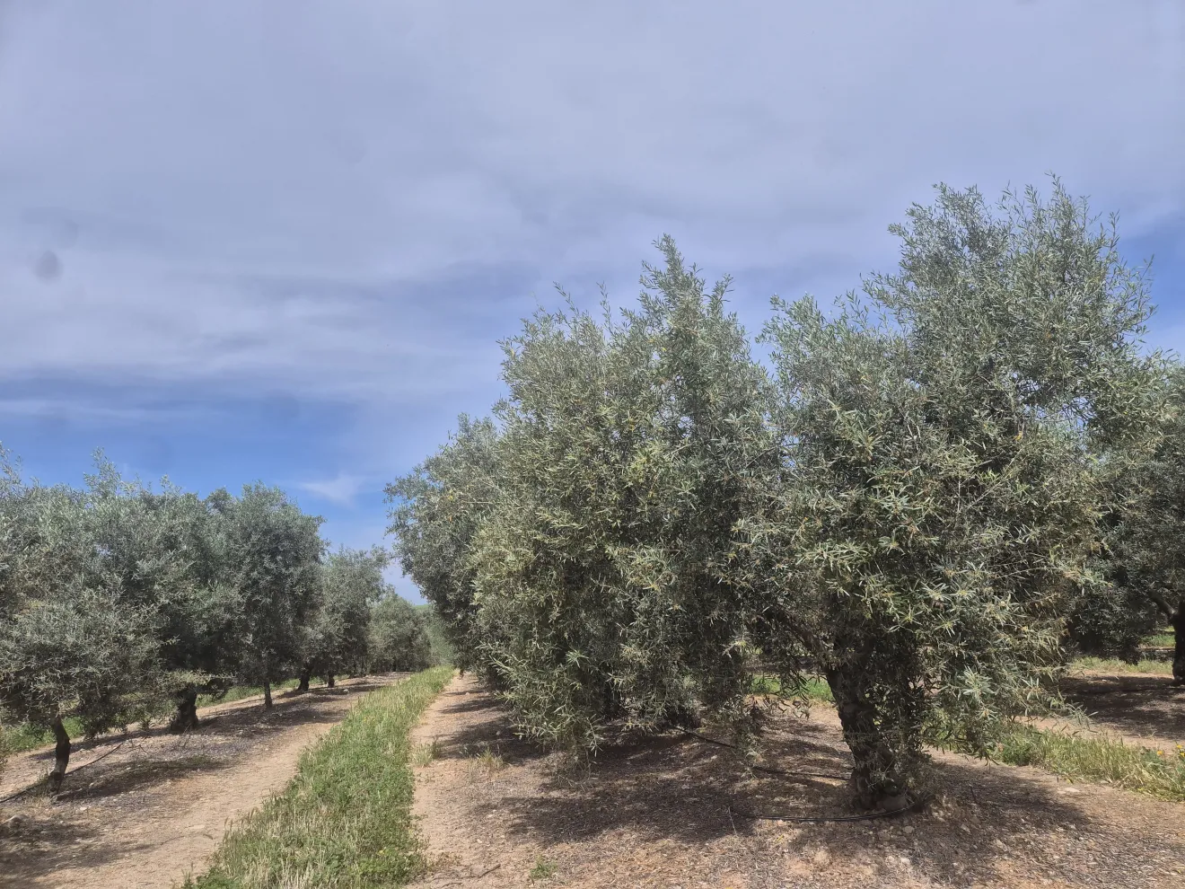 La Spagna investe sempre più nell'olivicoltura irrigua: 9000 ettari in Castilla La Mancha
