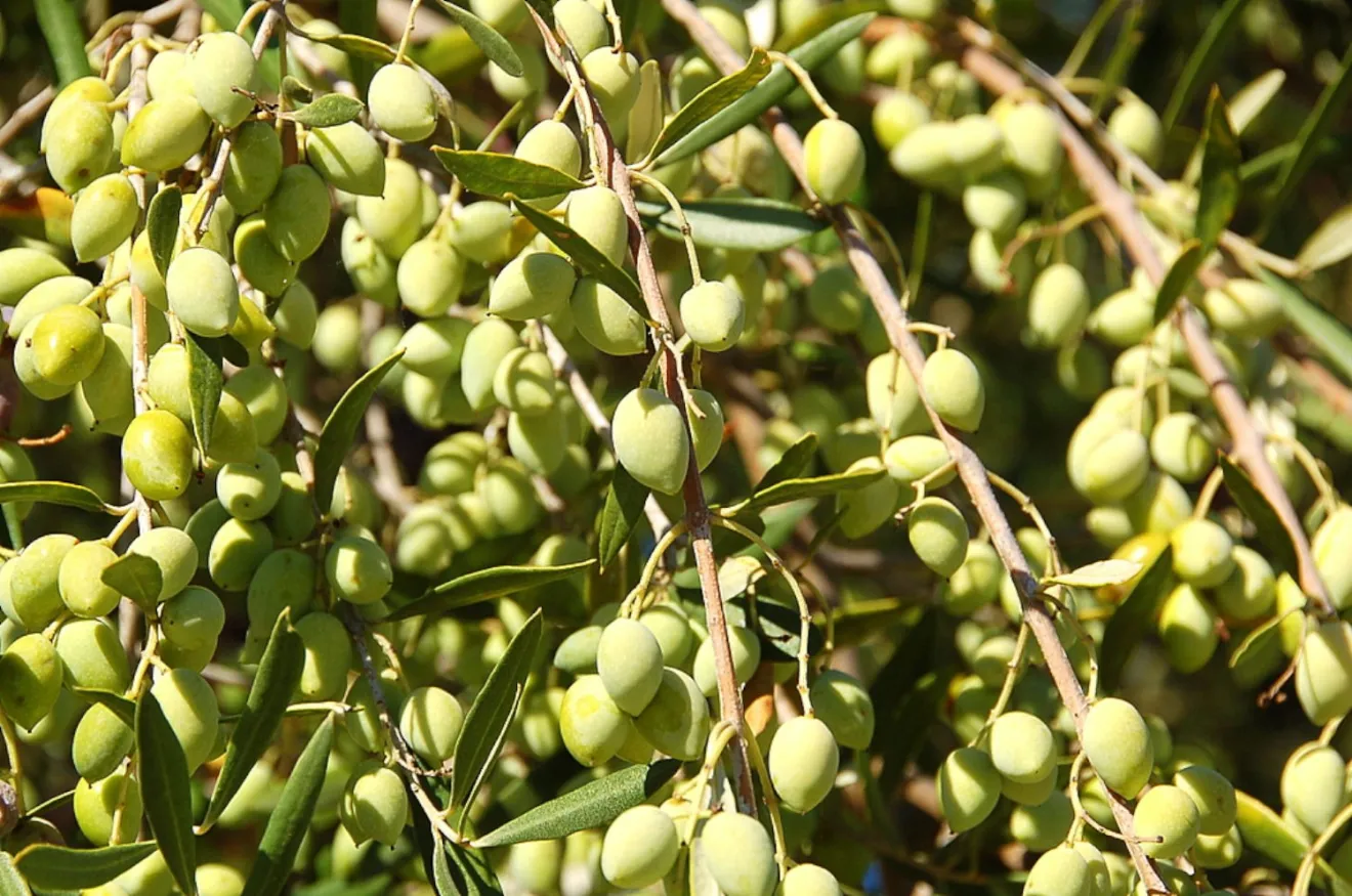 L'importanza della concimazione fogliare con potassio e zinco per l'olivicoltura in ambienti aridi