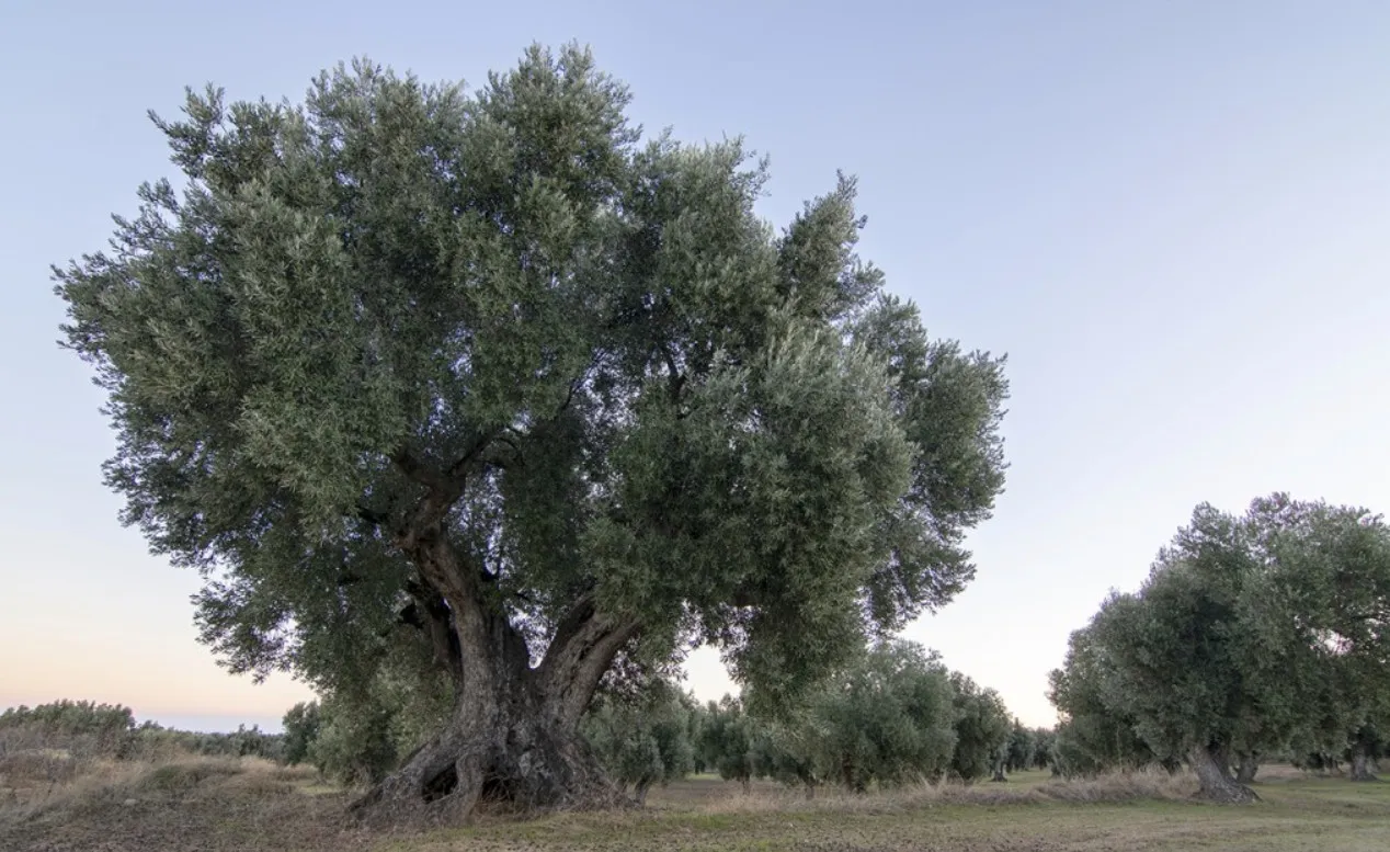Olivi millenari, la Comunità Valenciana li censisce: quasi 4.000 esemplari