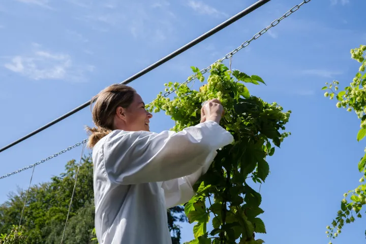 La mappatura del codice genetico del luppolo per proteggere il futuro della birra