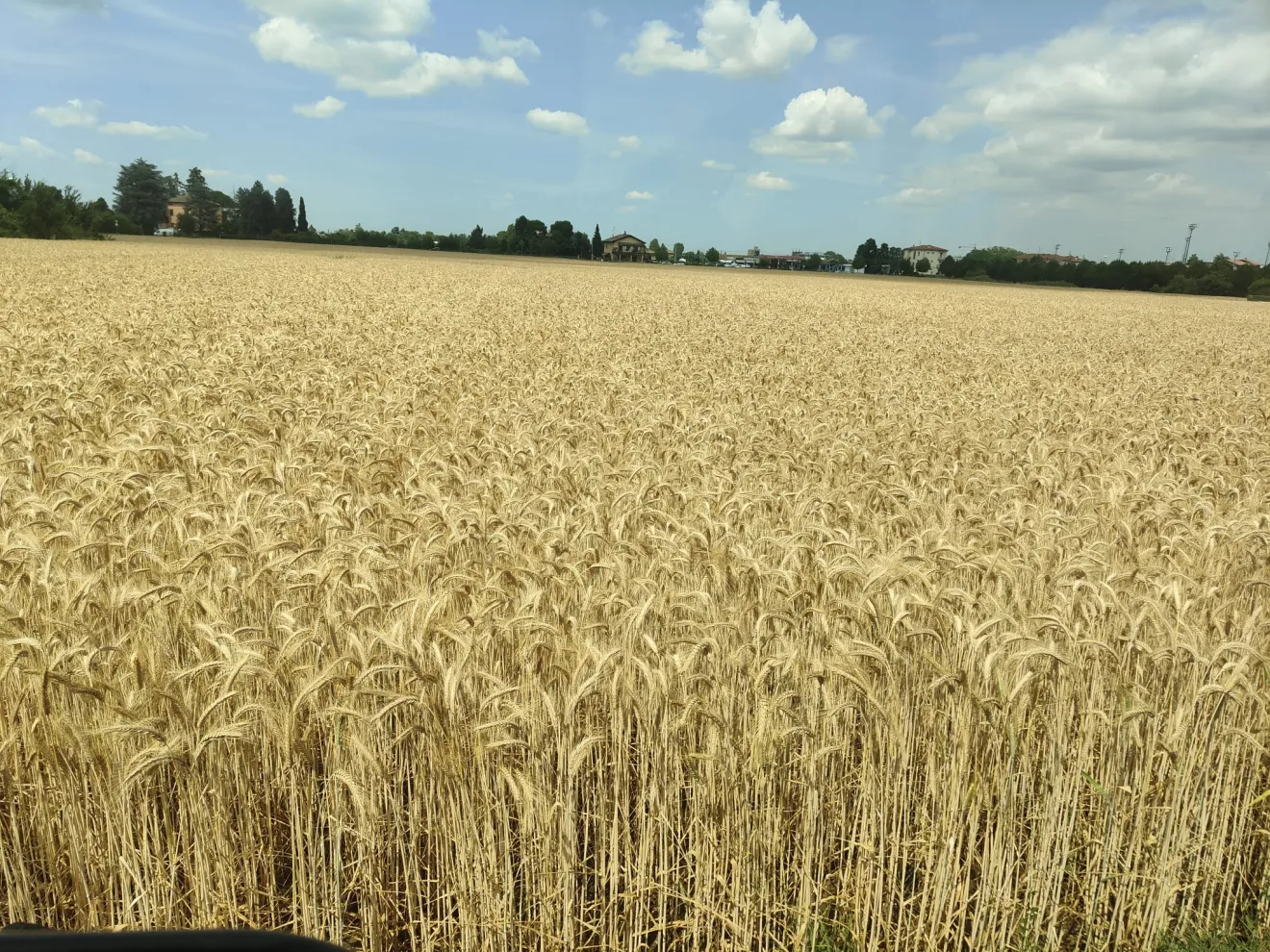 Sibari celebra il grano del Sud: un mese di eventi tra archeologia, cucina e biodiversità