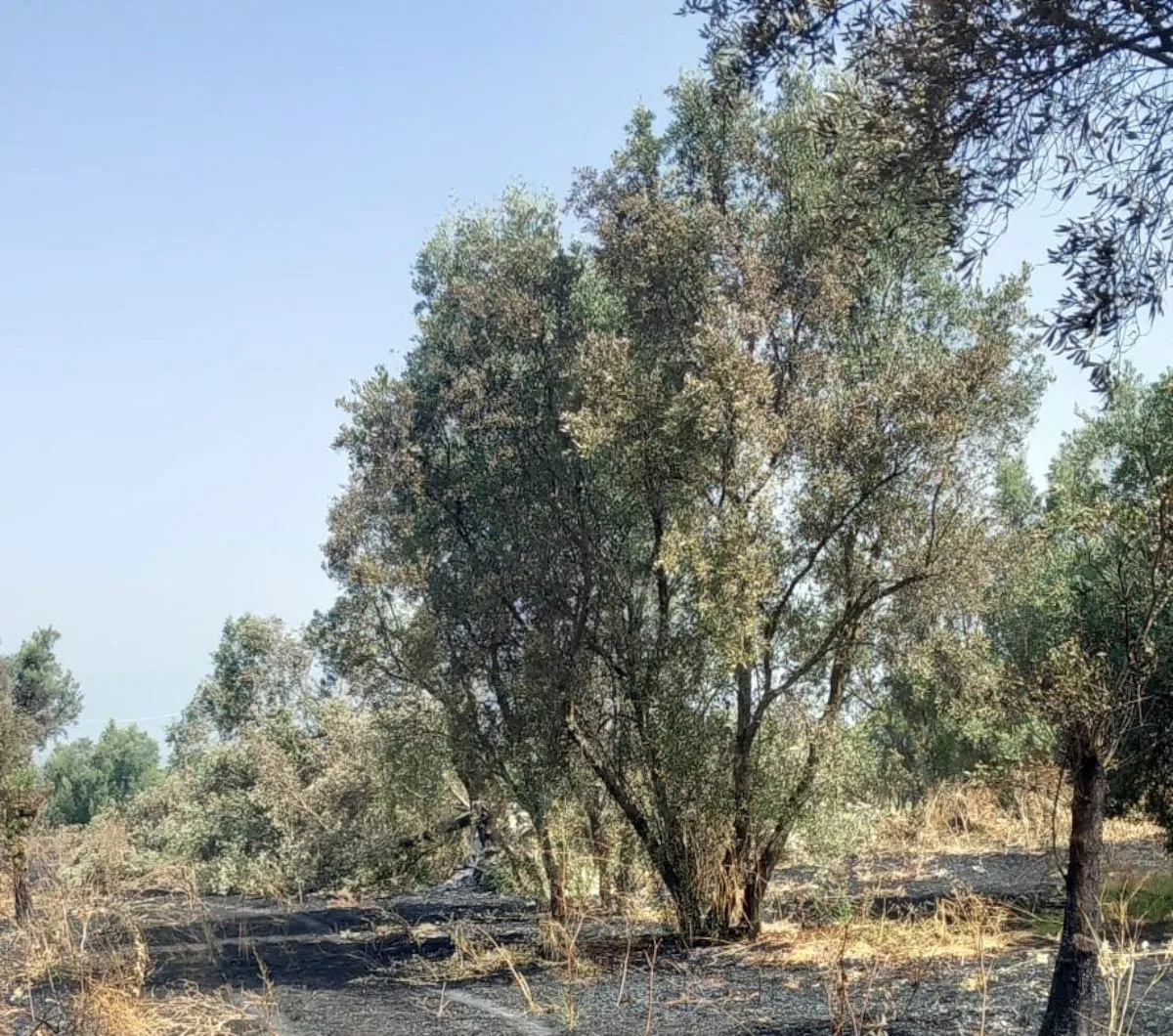 Incendio sui terreni confiscati alla 'ndrangheta: distrutti gli olivi secolari
