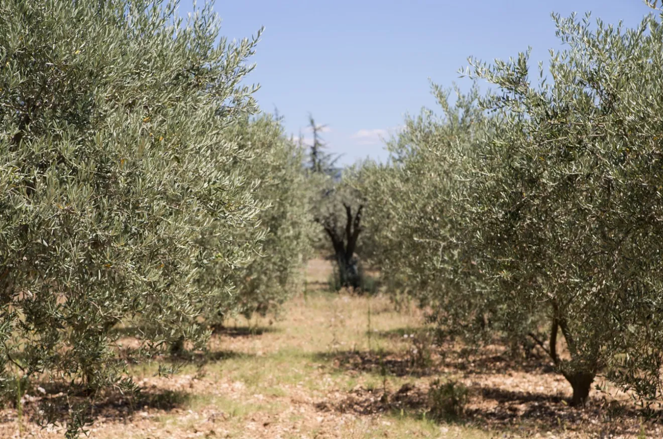 L'olivicoltura tradizionale di Jaén alla prova della sostenibilità economica: i costi nascosti mettono in crisi il modello produttivo