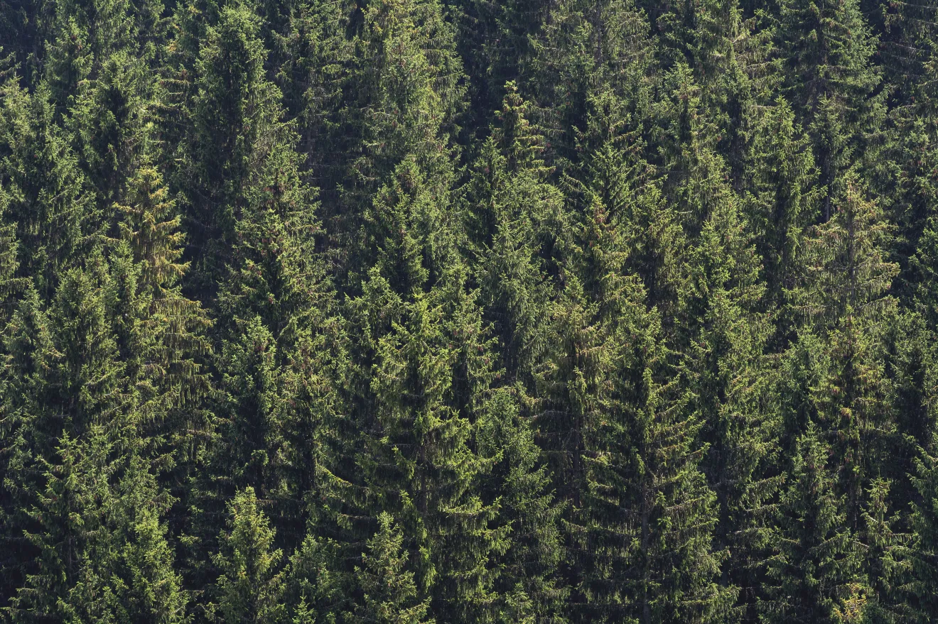 Deforestazione e biodiversità: il costo ecologico del commercio alimentare