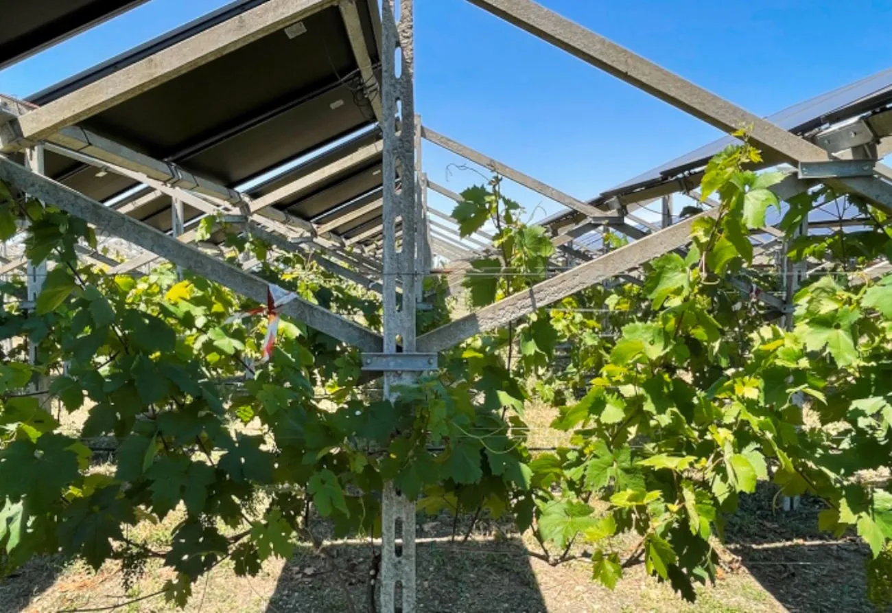 Agrivoltaico in vigneto: quando l’ombra dei pannelli solari migliora l’uva