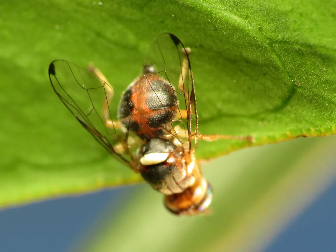 L'attrattività delle trappole per la mosca delle olive, quali esche funzionano meglio?