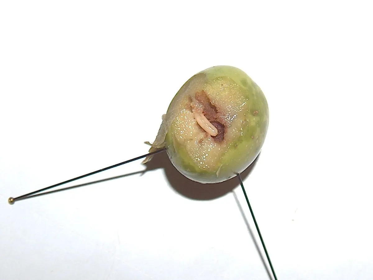 Il ragno lupo Alopecosa albofasciata: un alleato naturale contro la mosca dell'olivo