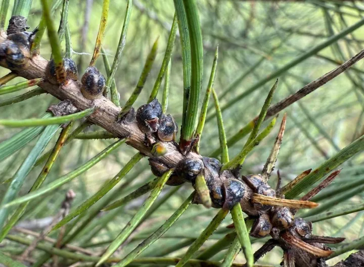 Pini: dal CREA un alleato strategico contro la cocciniglia tartaruga